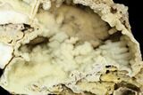 Agatized Fossil Coral Geode - Florida #188051-1